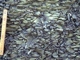 図：珪質シルト岩