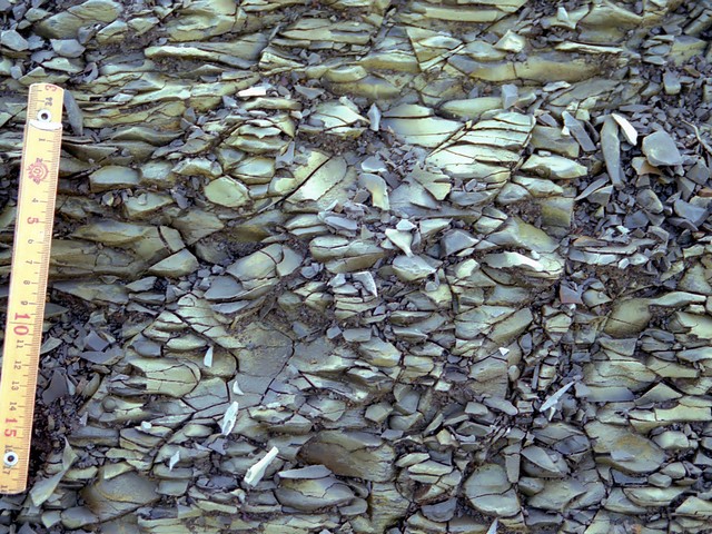 図：珪質シルト岩