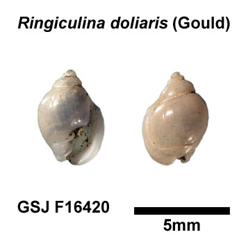 �}���E���V�}�K�C