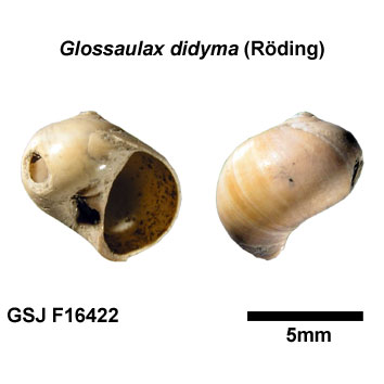 �c���^�K�C