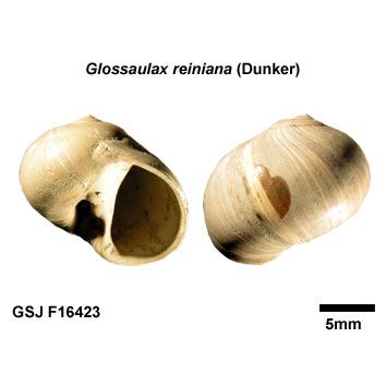 �n�i�c���^�K�C