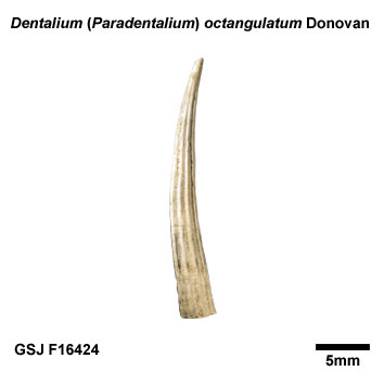 ���J�h�c�m�K�C