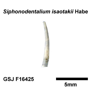 �N�`�L���c�m�K�C