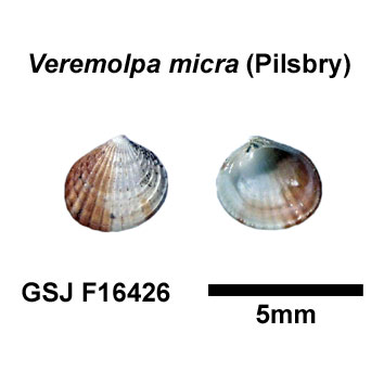 �q���J�m�R�A�T��