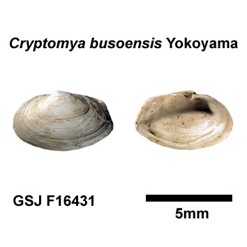 �q���}�X�I�K�C