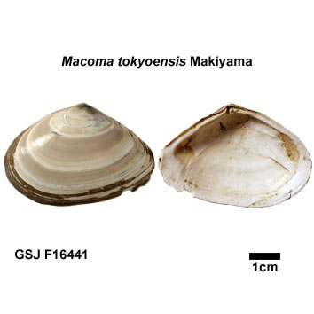 �S�C�T�M�K�C