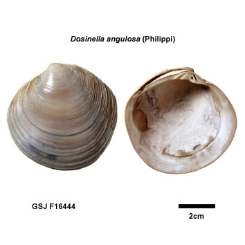 �E���J�K�~