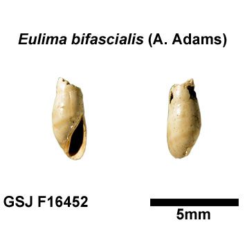 �n�i�S�E�i