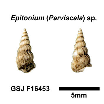 �C�g�J�P�̒���