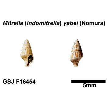 �X�~�X�V���Q�K�C