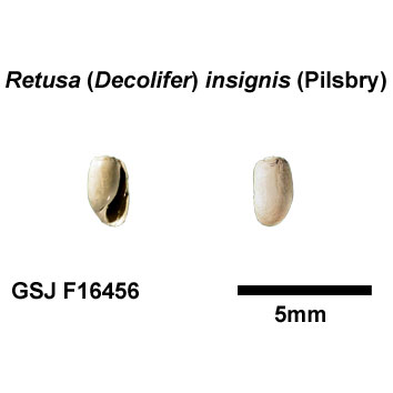 �R���c�u�K�C