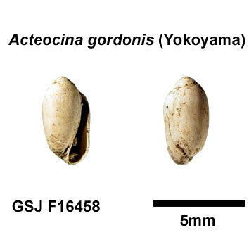 �S���h���R���c�u�K�C