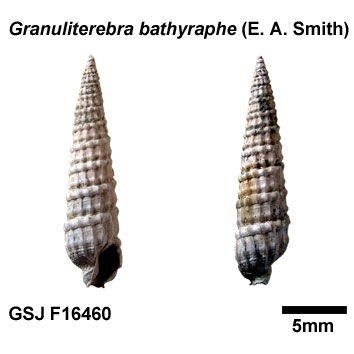 �C�{�q���g�N�T