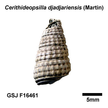 �J���A�C�K�C