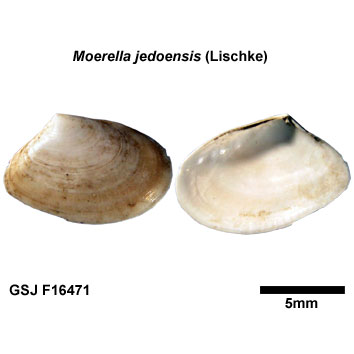 �����m�n�i�K�C