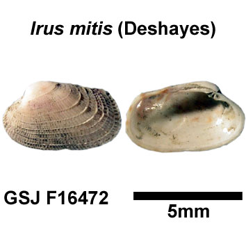 �}�c�J�[�K�C