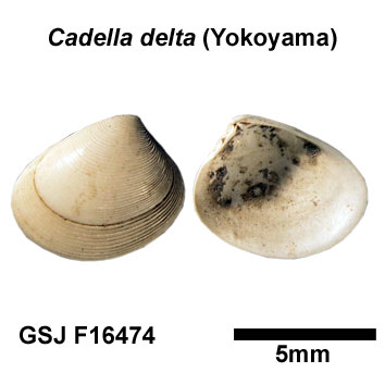 �N�T�r�U���K�C