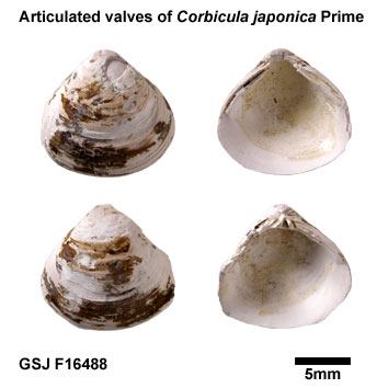 ���}�g�V�W�~