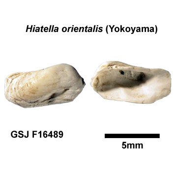 �L�k�}�g�C�K�C