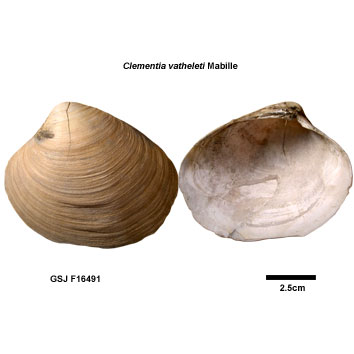 �t�X�}�K�C