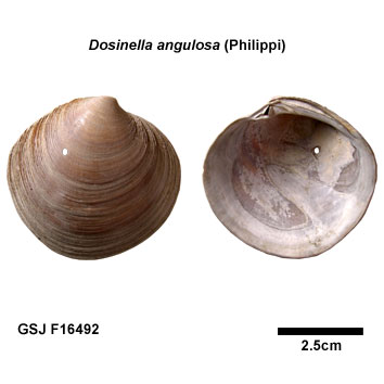 �E���J�K�~