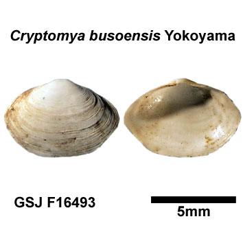 �q���}�X�I�K�C