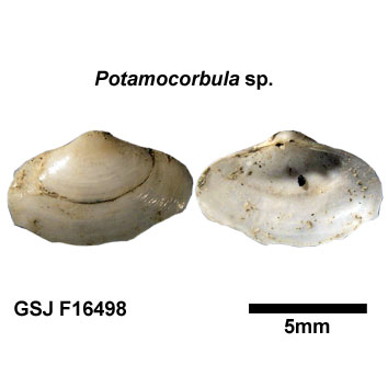 �k�}�R�_�L�K�C�̒���