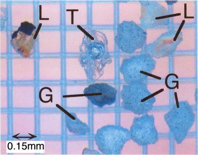 2000g-stereomicro.jpg