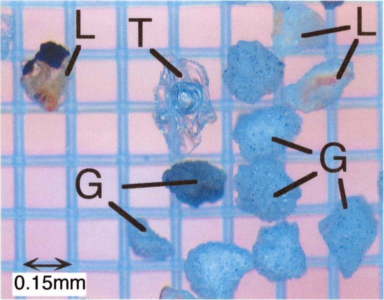 ファイル:2000g-stereomicro.jpg